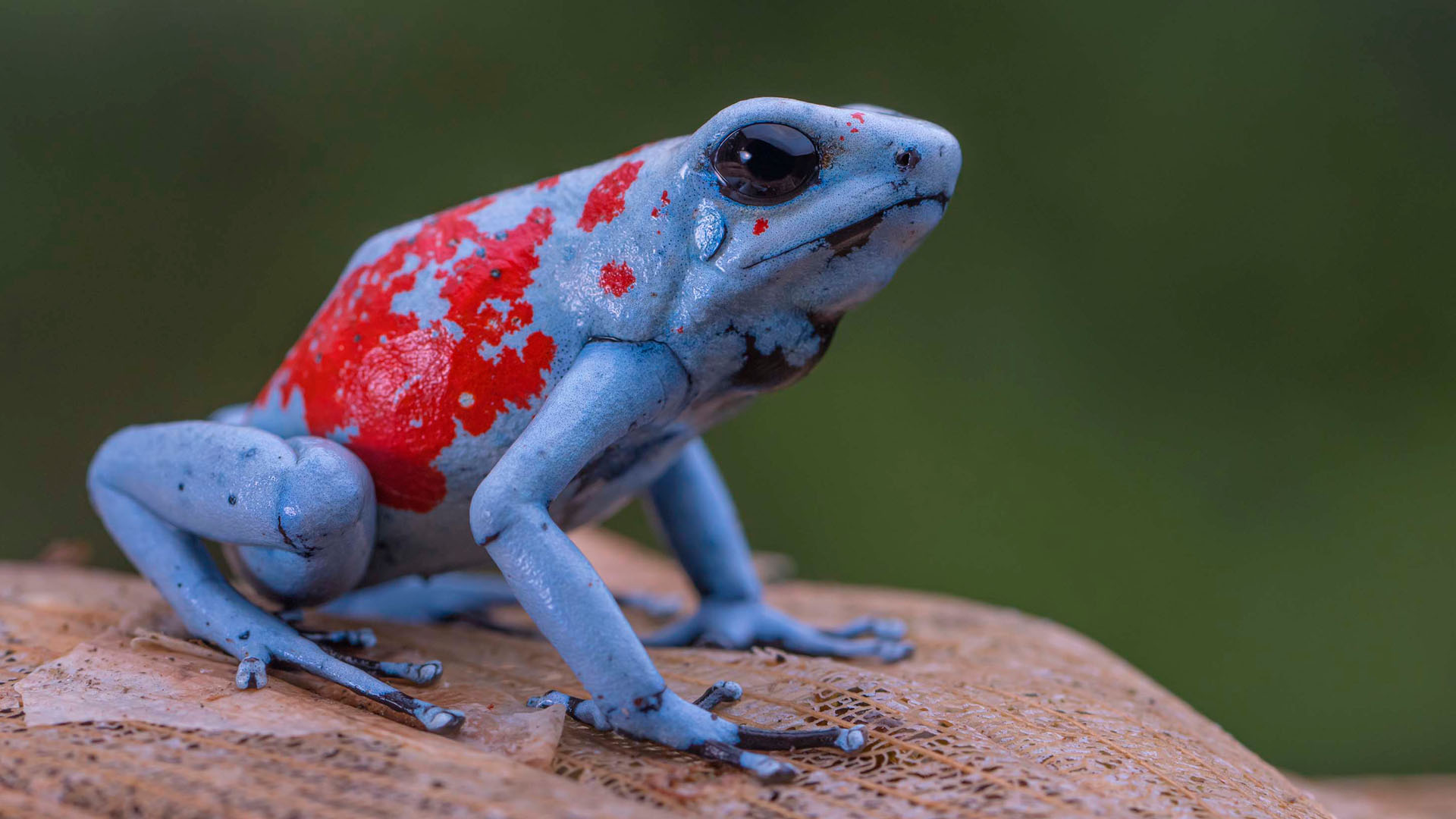 Poison Frogs Herping Tour